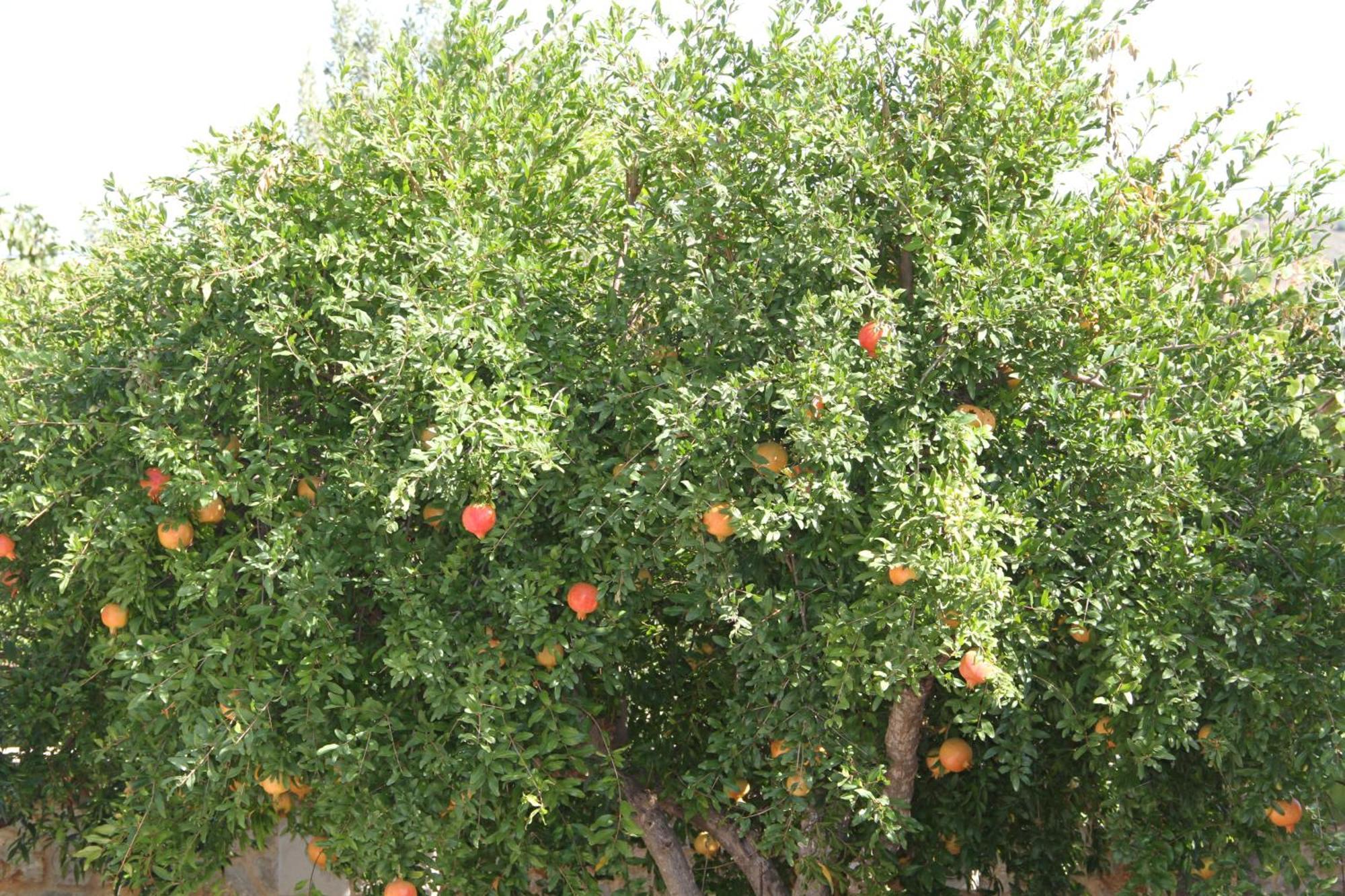 Αριων Village & Suites Nafplio Luaran gambar