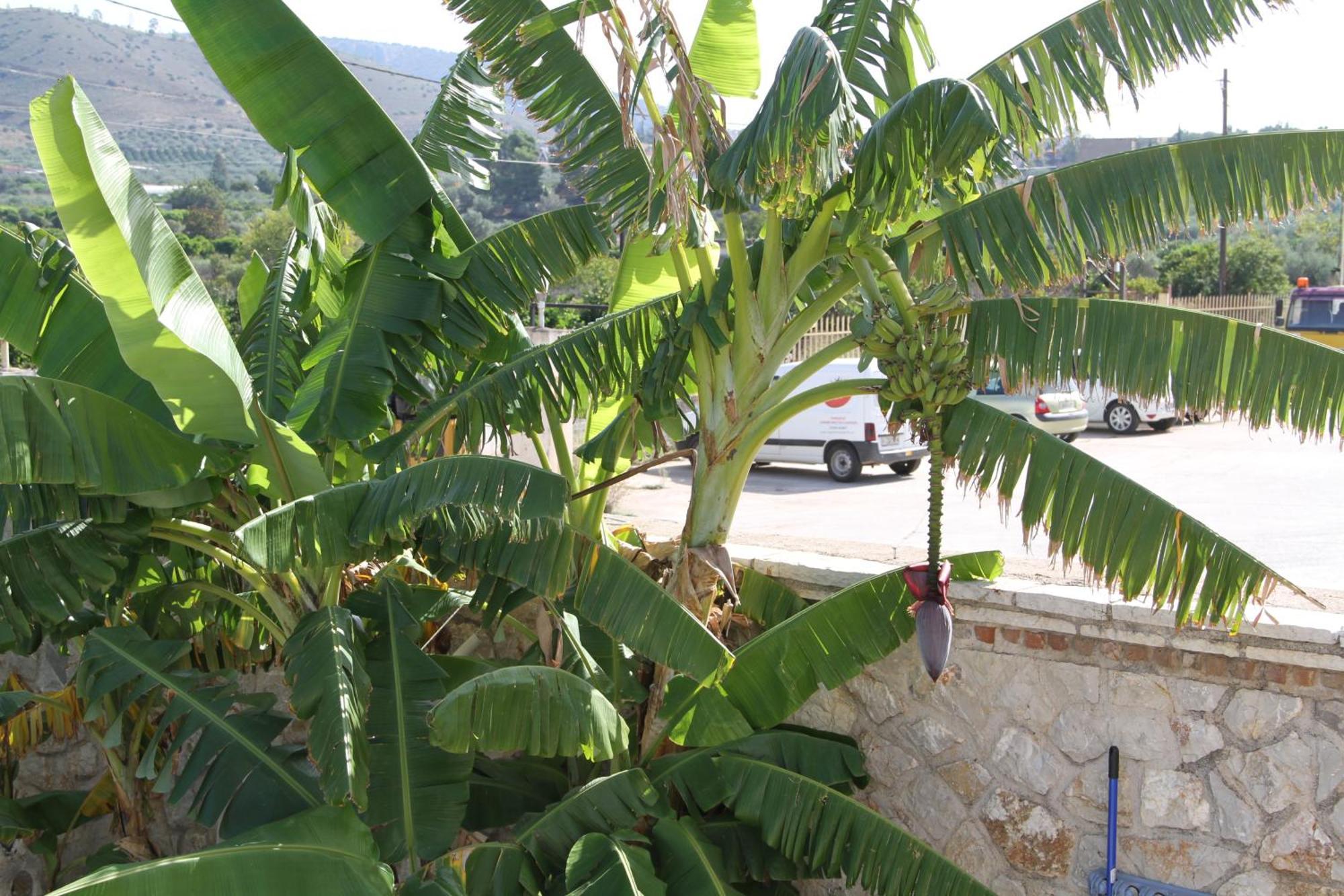 Αριων Village & Suites Nafplio Luaran gambar